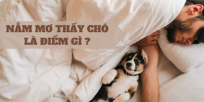 Ngủ mơ thấy chó - Luận giải giấc mơ và con số đi kèm